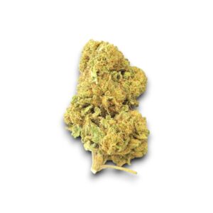 Fleur CBD Cannapunch Outdoor cultivée en Provence – Arômes tropicaux et fruités