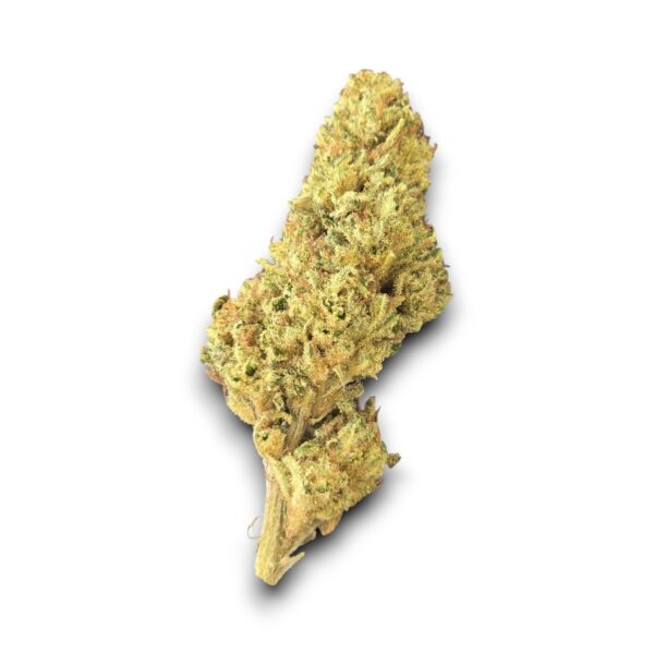 Fleur de CBD Miss B Glasshouse cultivée en France par Les Jardins de Magu – Arômes floraux et détente équilibrée